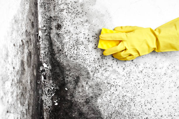 Best White Mold Remediation in Wetumka, OK